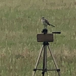 Meet your Posher, Janet